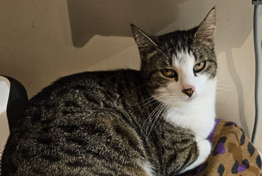Vermisstmeldung Katze  Männliche , 5 jahre Verneuil-sur-Vienne Frankreich