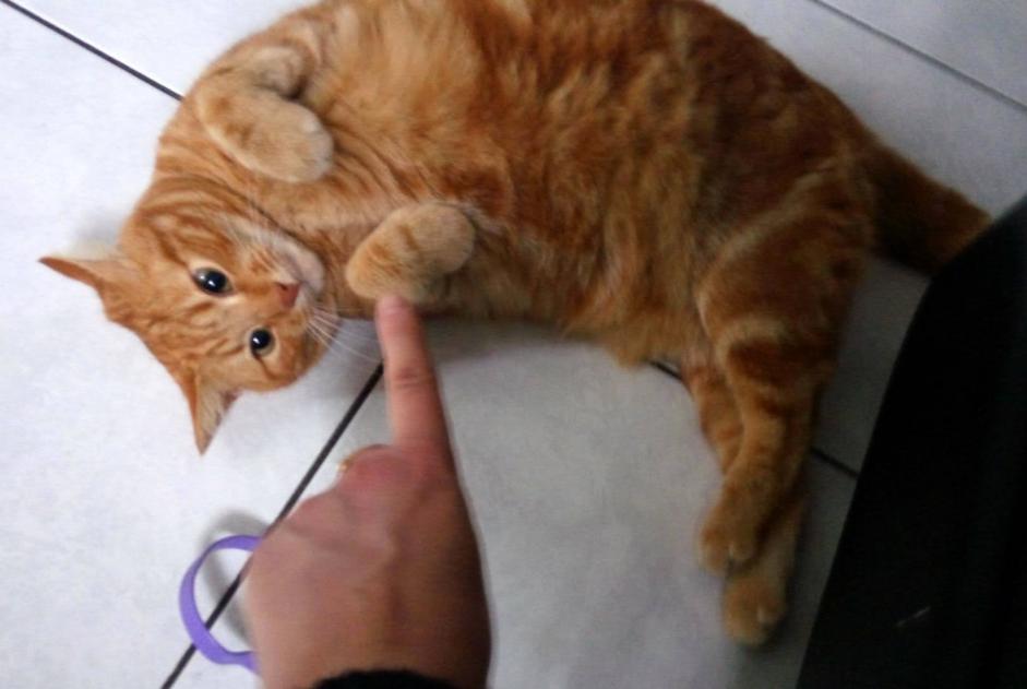 Vermisstmeldung Katze Weiblich , 11 jahre Oisy Frankreich Vermisstmeldung Katze Weiblich , 11 jahre Oisy Frankreich