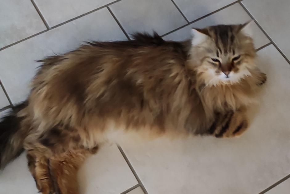 Disappearance alert Cat miscegenation Male , 7 years Fleurey-lès-Faverney France