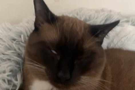 Disappearance alert Cat Male , 4 years Villeneuve-d'Ascq France Disappearance alert Cat Male , 4 years Villeneuve-d'Ascq France
