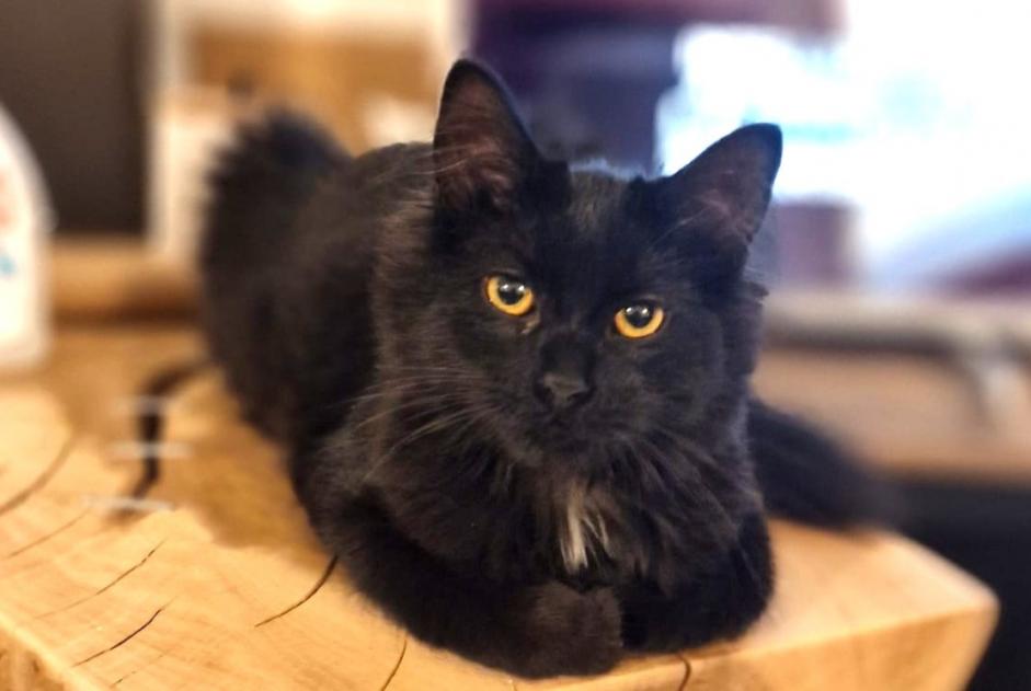 Alerta de Desaparición Gato cruce Hembra , 1 años Tourcoing Francia