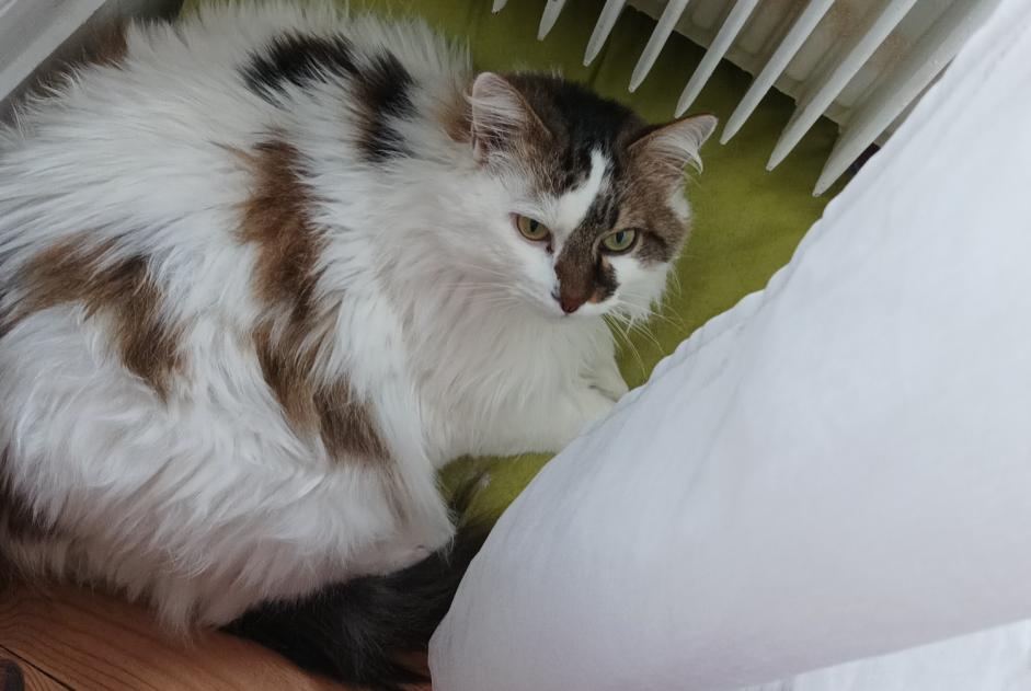 Alerte Disparition Chat croisement Femelle , 14 ans Busy France