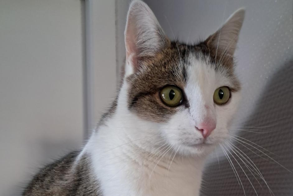 Alerte Disparition Chat Femelle , 2 ans La Couronne France