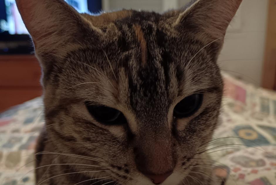 Alerte Disparition Chat Femelle , 1 ans Bayonne France