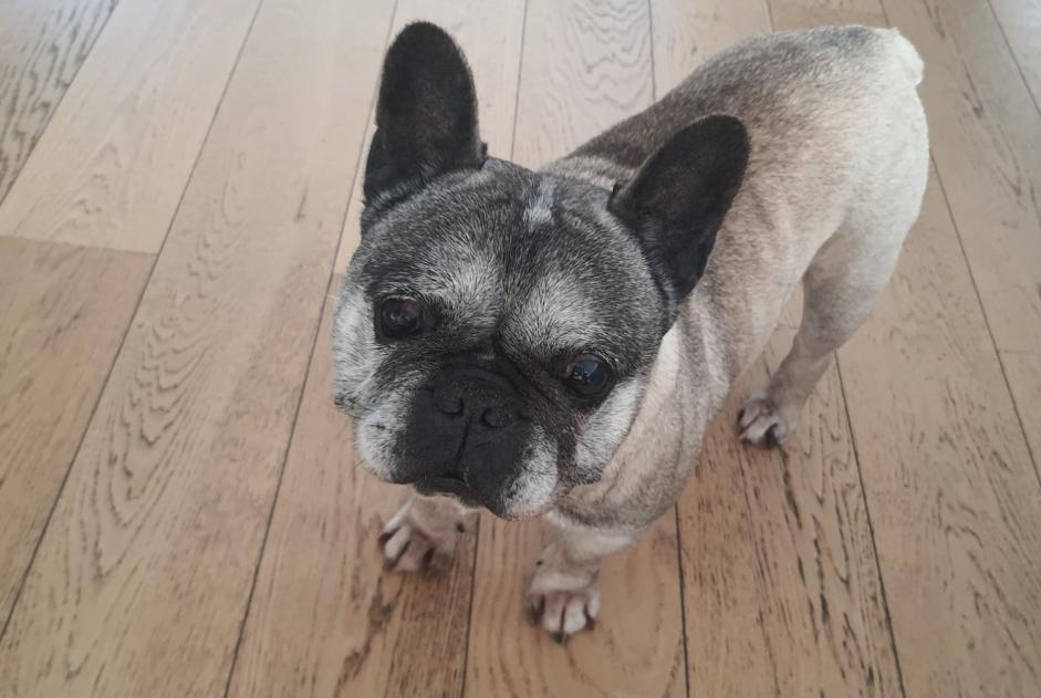 Alerte Disparition Chien Mâle , 12 ans Aubers France Alerte Disparition Chien Mâle , 12 ans Aubers France