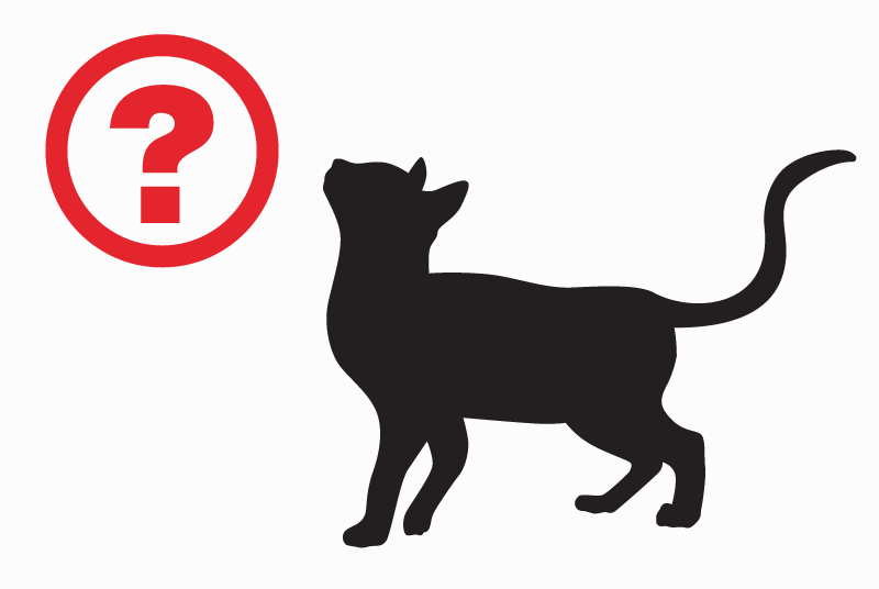Avviso scomparsa Gatto Maschio , 5 anni Ferney-Voltaire Francia