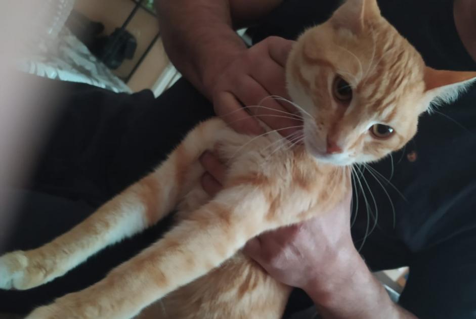 Avviso scomparsa Gatto Maschio , 1 anni Tourcoing Francia Avviso scomparsa Gatto Maschio , 1 anni Tourcoing Francia