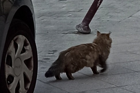 Avviso Ritrovamento Gatto Non conosciuta , 4 anni Lille Francia