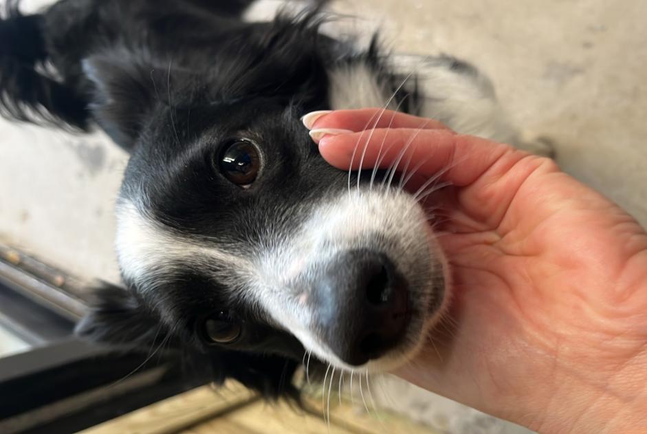 Ontdekkingsalarm Hond rassenvermenging Mannetje Urrugne Frankrijk