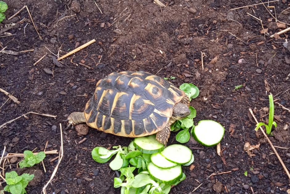 Verdwijningsalarm Schildpad Vrouwtje Ascain Frankrijk Verdwijningsalarm Schildpad Vrouwtje Ascain Frankrijk