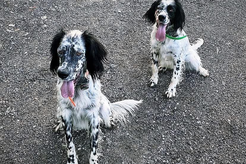 Alerta desaparecimento Cão Macho , 2 anos Urcuit France Alerta desaparecimento Cão Macho , 2 anos Urcuit France