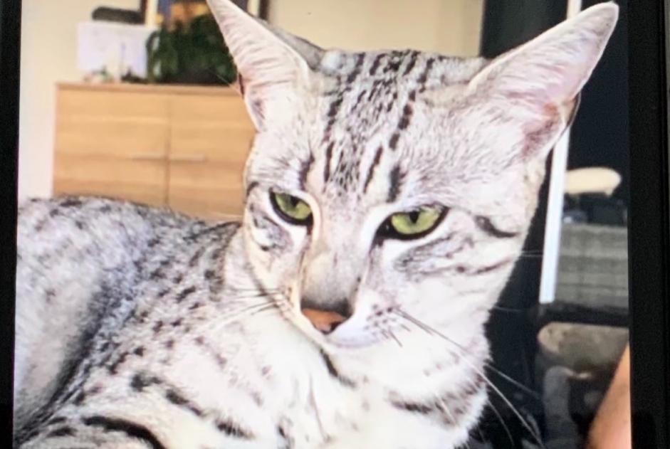 Alerta desaparecimento Gato Macho , 5 anos Montbéliard France Alerta desaparecimento Gato Macho , 5 anos Montbéliard France